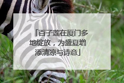 百子莲在厦门多地绽放，为盛夏增添清凉与诗意