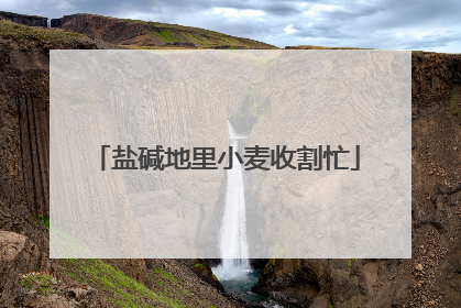 盐碱地里小麦收割忙