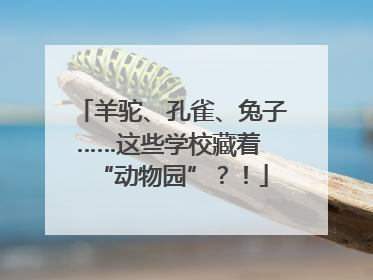 羊驼、孔雀、兔子……这些学校藏着 “动物园”？！