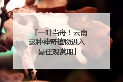 一叶当舟！云南这种神奇植物进入最佳观赏期