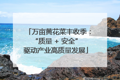 万亩黄花菜丰收季：“质量 + 安全” 驱动产业高质量发展