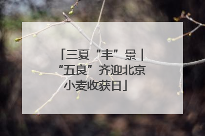 三夏“丰”景｜“五良”齐迎北京小麦收获日