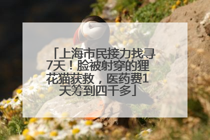 上海市民接力找寻7天！脸被射穿的狸花猫获救，医药费1天筹到四千多