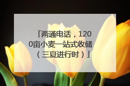 两通电话，1200亩小麦一站式收储（三夏进行时）