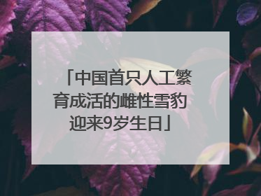 中国首只人工繁育成活的雌性雪豹迎来9岁生日