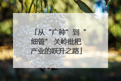 从“广种”到“细管” 关岭枇杷产业的跃升之路