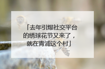 去年引爆社交平台的绣球花节又来了，就在青浦这个村