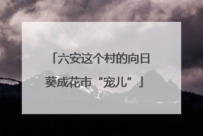 六安这个村的向日葵成花市“宠儿”