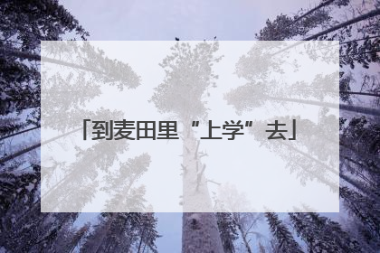 到麦田里“上学”去