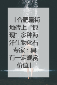合肥罍街地砖上“惊现”多种海洋生物化石 专家：具有一定观赏价值