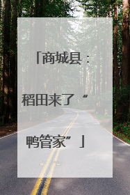商城县：稻田来了“鸭管家”