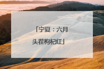 宁夏：六月头茬枸杞红