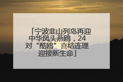 宁波韭山列岛再迎中华凤头燕鸥，24对“酷鸥”喜结连理迎接新生命