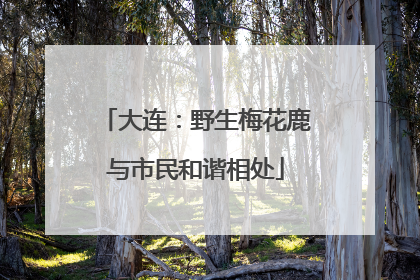 大连：野生梅花鹿与市民和谐相处