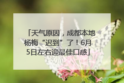 天气原因，成都本地杨梅“迟到”了！6月5日左右迎最佳口感