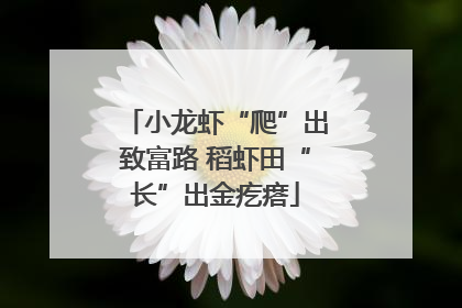 小龙虾“爬”出致富路 稻虾田“长”出金疙瘩