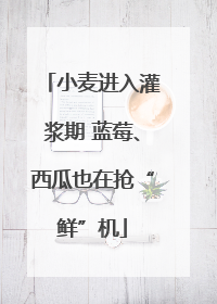 小麦进入灌浆期 蓝莓、西瓜也在抢“鲜”机