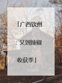 广西钦州：又到辣椒收获季