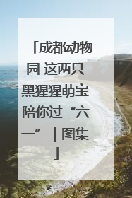 成都动物园 这两只黑猩猩萌宝陪你过“六一”｜图集