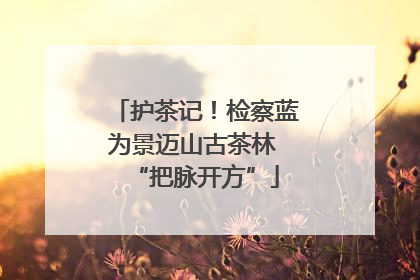 护茶记！检察蓝为景迈山古茶林 “把脉开方”