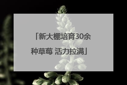 新大棚培育30余种草莓 活力拉满