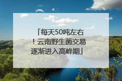 每天50吨左右！云南野生菌交易逐渐进入高峰期