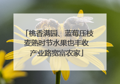 桃香满园、蓝莓压枝 麦熟时节水果也丰收 产业路宽富农家
