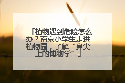 植物遇到危险怎么办？南京小学生走进植物园，了解“鼻尖上的博物学”