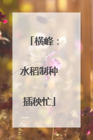 横峰：水稻制种插秧忙