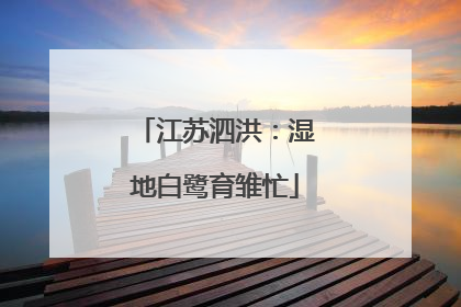 江苏泗洪：湿地白鹭育雏忙