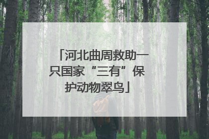 河北曲周救助一只国家“三有”保护动物翠鸟