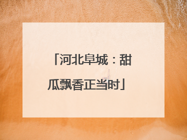 河北阜城：甜瓜飘香正当时