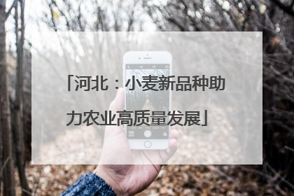 河北：小麦新品种助力农业高质量发展