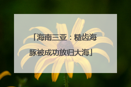 海南三亚：糙齿海豚被成功放归大海