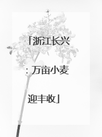 浙江长兴：万亩小麦迎丰收