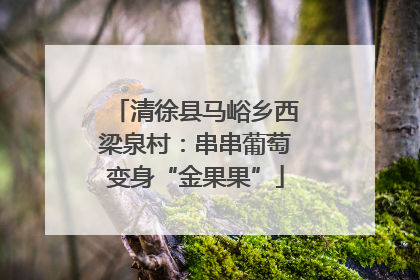 清徐县马峪乡西梁泉村：串串葡萄变身“金果果”