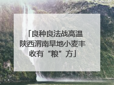 良种良法战高温 陕西渭南旱地小麦丰收有“粮”方