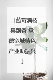 蓝莓满枝果飘香 承德宽城特色产业助振兴