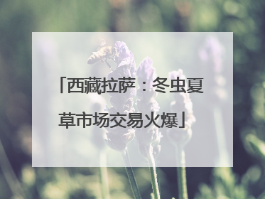 西藏拉萨：冬虫夏草市场交易火爆