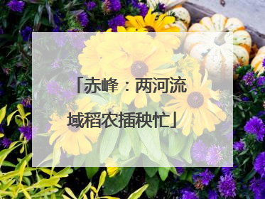 赤峰：两河流域稻农插秧忙