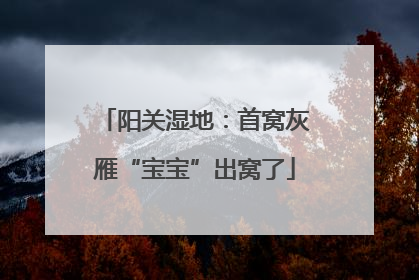 阳关湿地：首窝灰雁“宝宝”出窝了