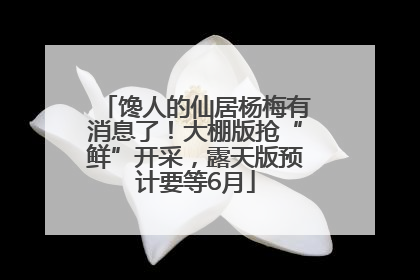 馋人的仙居杨梅有消息了！大棚版抢“鲜”开采，露天版预计要等6月