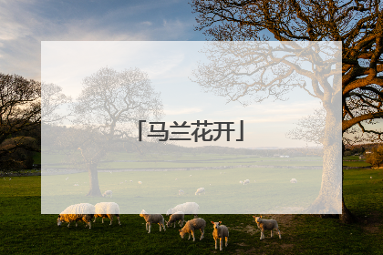 马兰花开