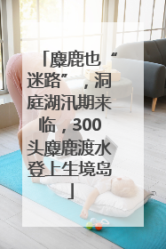 麋鹿也“迷路”，洞庭湖汛期来临，300头麋鹿渡水登上生境岛