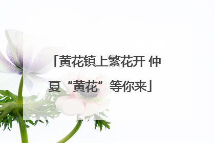 黄花镇上繁花开 仲夏“黄花”等你来