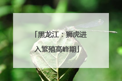 黑龙江：狮虎进入繁殖高峰期