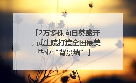 2万多株向日葵盛开，武生院打造全国最美毕业“背景墙”